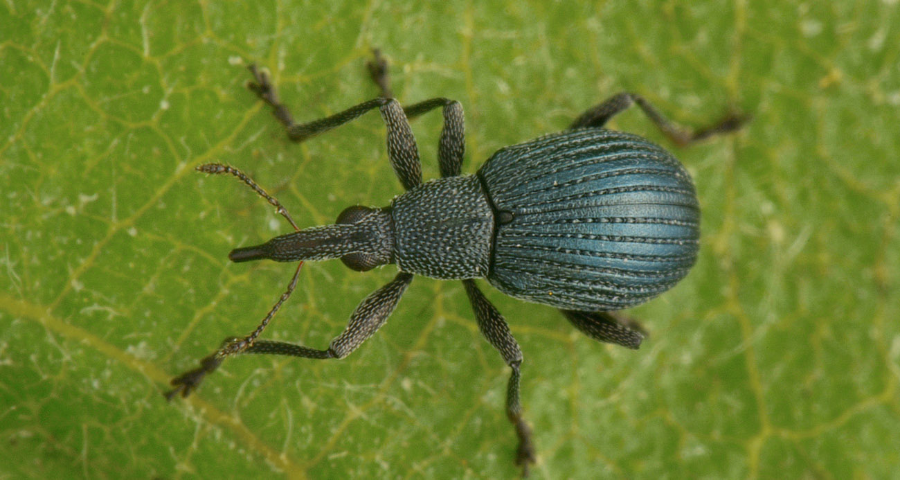 Apionidae: Oxystoma pomonae